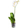 White Phalaenopsis orchid in a pot. Bolivia
